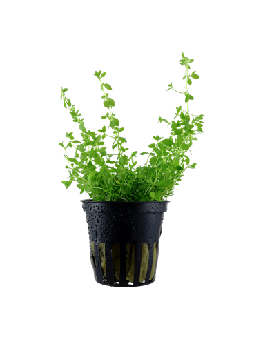 Hemianthus micranthemoides