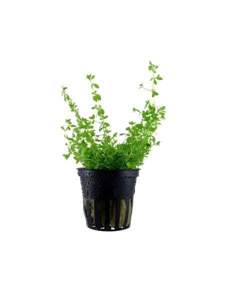 Hemianthus micranthemoides