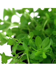 Hemianthus micranthemoides 2