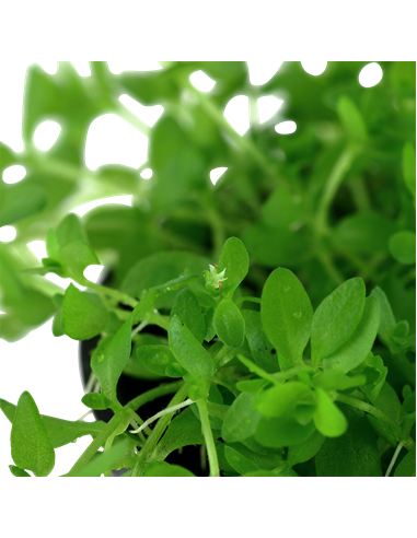 Hemianthus micranthemoides