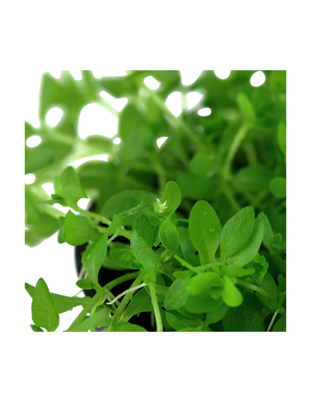 Hemianthus micranthemoides