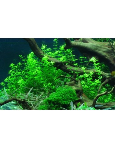 Hemianthus micranthemoides