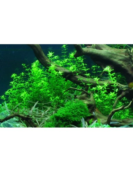 Hemianthus micranthemoides