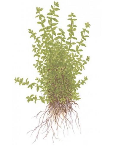 Hemianthus micranthemoides