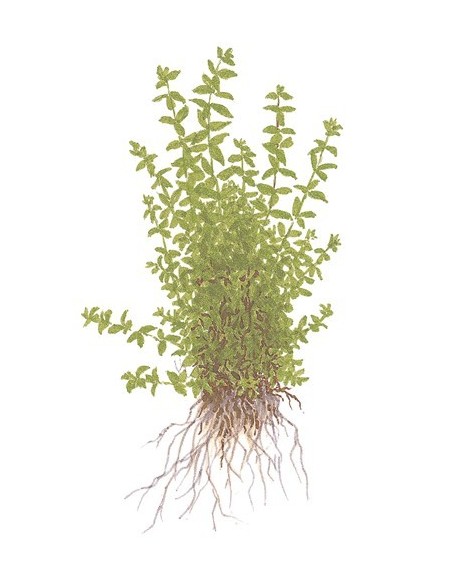 Hemianthus micranthemoides