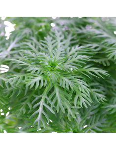 Hottonia palustris 2