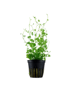 Hydrocotyle tripartita