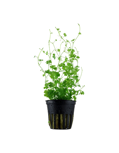 Hydrocotyle tripartita