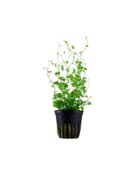 Hydrocotyle tripartita