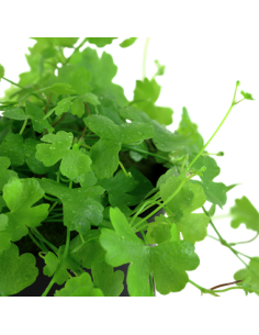 Hydrocotyle tripartita 2