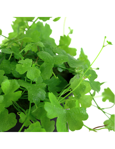 Hydrocotyle tripartita