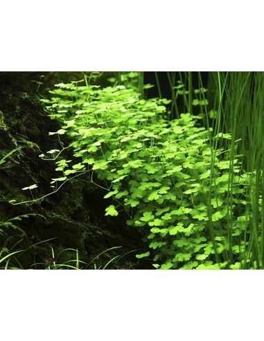 Hydrocotyle tripartita