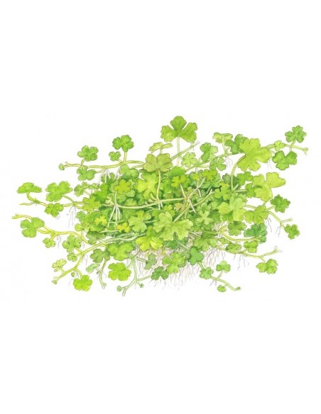 Hydrocotyle tripartita