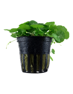 Hydrocotyle verticillata