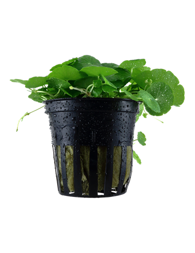 Hydrocotyle verticillata