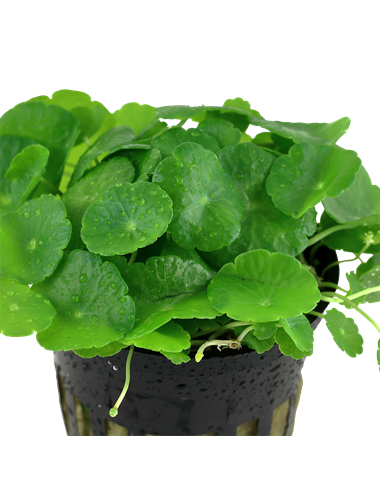 Hydrocotyle verticillata