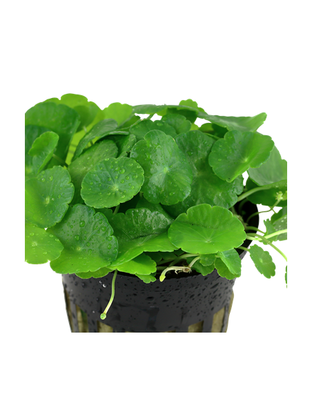 Hydrocotyle verticillata