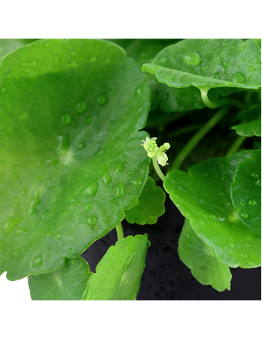 Hydrocotyle verticillata