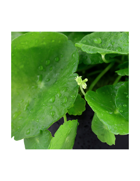 Hydrocotyle verticillata