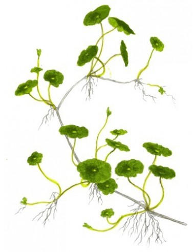 Hydrocotyle verticillata