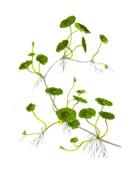 Hydrocotyle verticillata