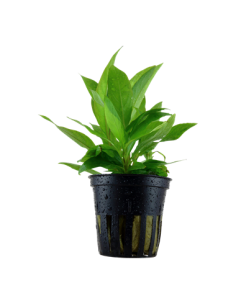 Hygrophila corymbosa 'Siamensis'