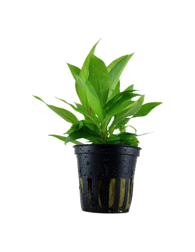 Hygrophila corymbosa 'Siamensis'