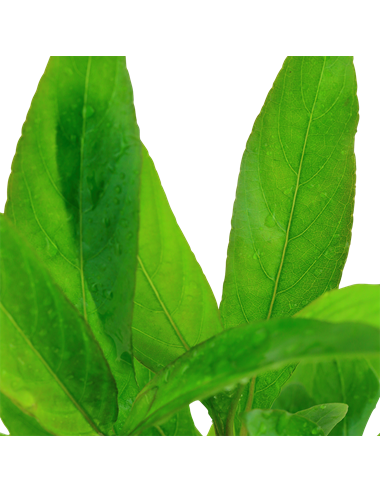 Hygrophila corymbosa 'Siamensis'