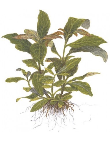Hygrophila corymbosa 'Siamensis'