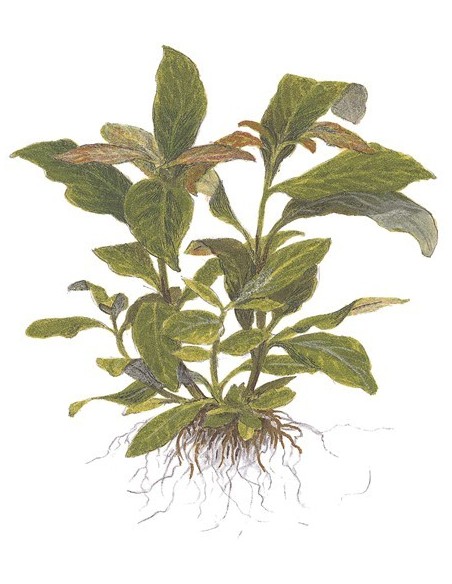 Hygrophila corymbosa 'Siamensis'