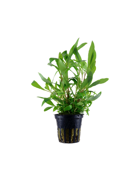 Hygrophila corymbosa 'Siamensis 53B'