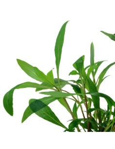 Hygrophila corymbosa 'Siamensis 53B' 2