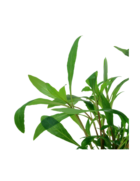 Hygrophila corymbosa 'Siamensis 53B'