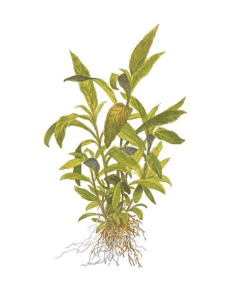Hygrophila corymbosa 'Siamensis 53B'