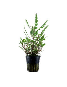 Hygrophila pinnatifida