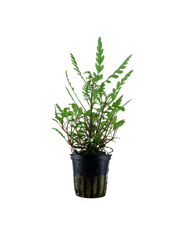 Hygrophila pinnatifida