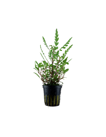 Hygrophila pinnatifida