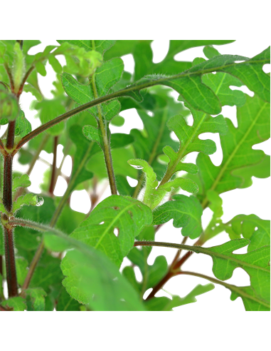 Hygrophila pinnatifida