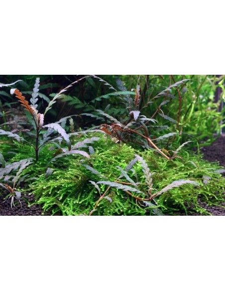 Hygrophila pinnatifida