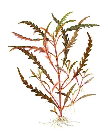 Hygrophila pinnatifida