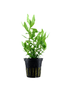 Hygrophila polysperma