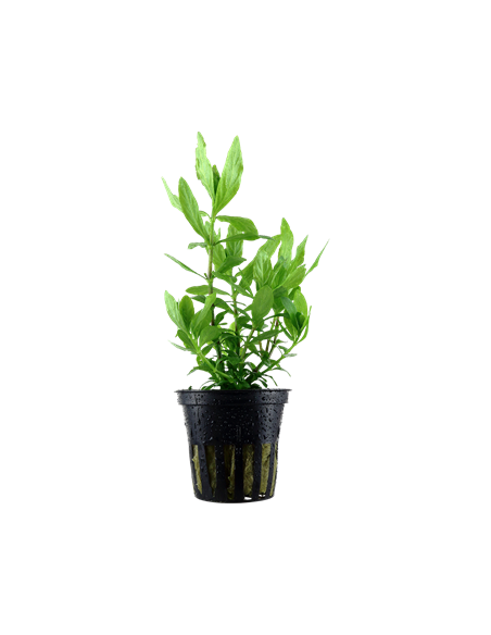 Hygrophila polysperma