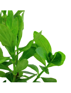 Hygrophila polysperma 2