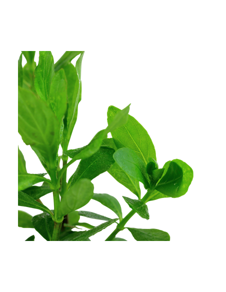 Hygrophila polysperma