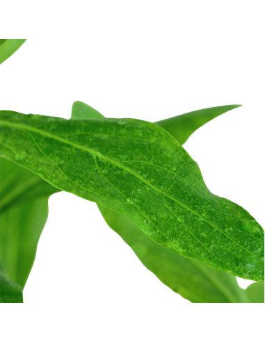 Hygrophila polysperma