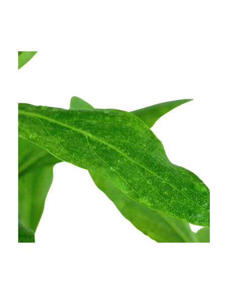 Hygrophila polysperma