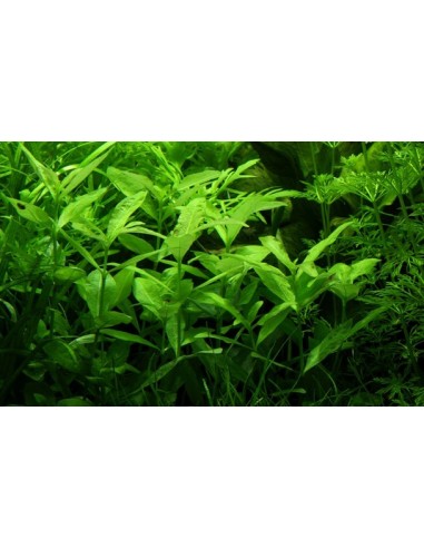 Hygrophila polysperma