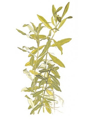 Hygrophila polysperma