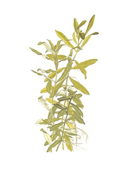 Hygrophila polysperma