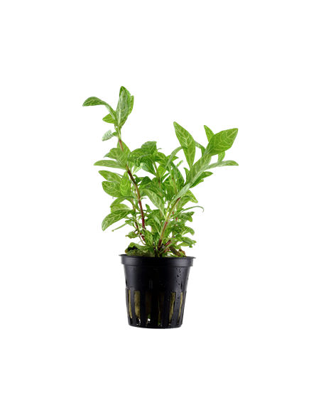 Hygrophila polysperma 'Rosanervig'